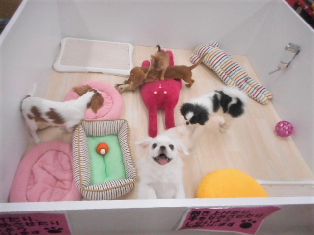 お散歩犬フェア開催決定！