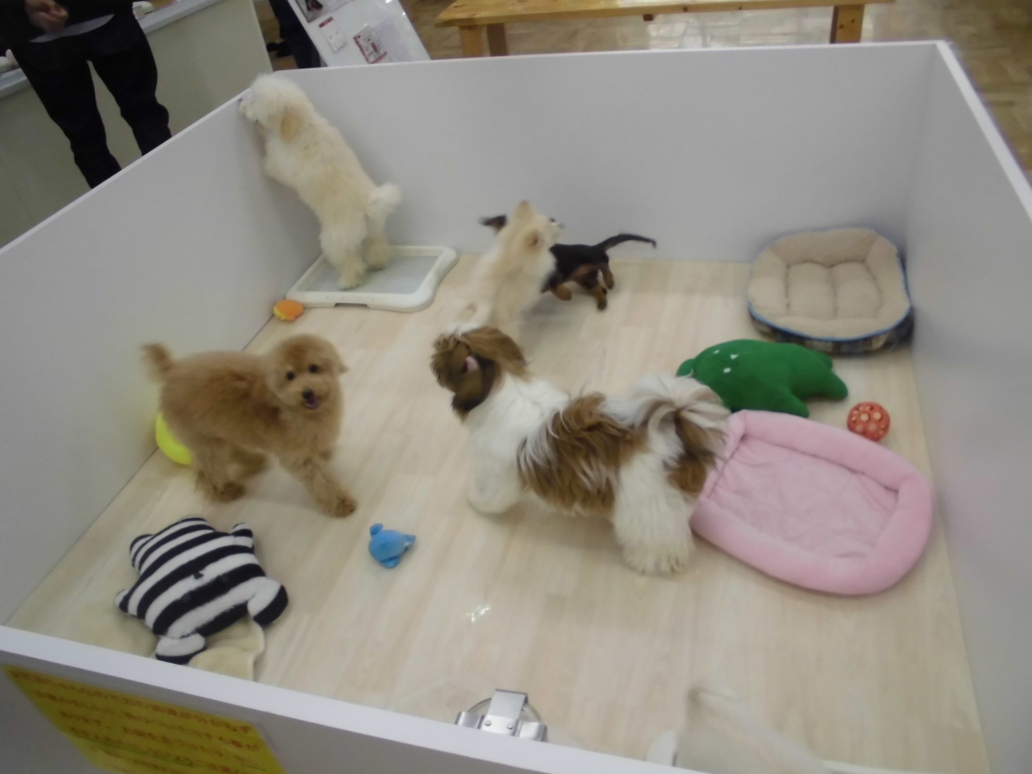 ★☆お散歩犬フェア開催中☆★