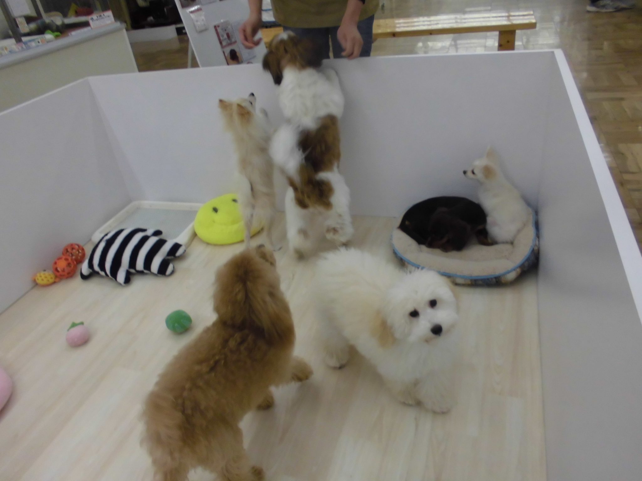 お散歩犬フェア最終日！！！