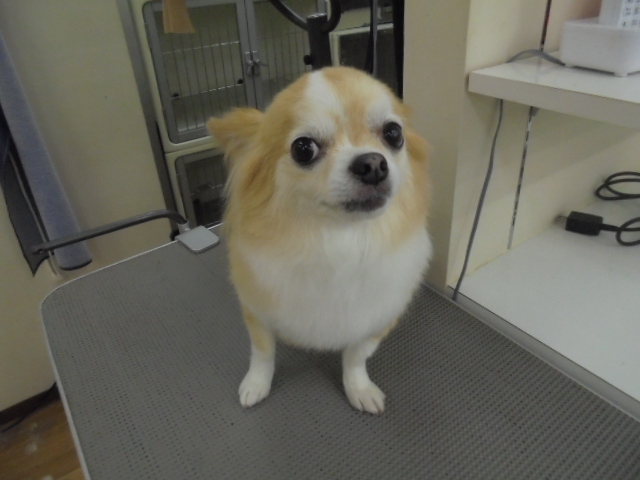 フワフワなソウルちゃん☆彡