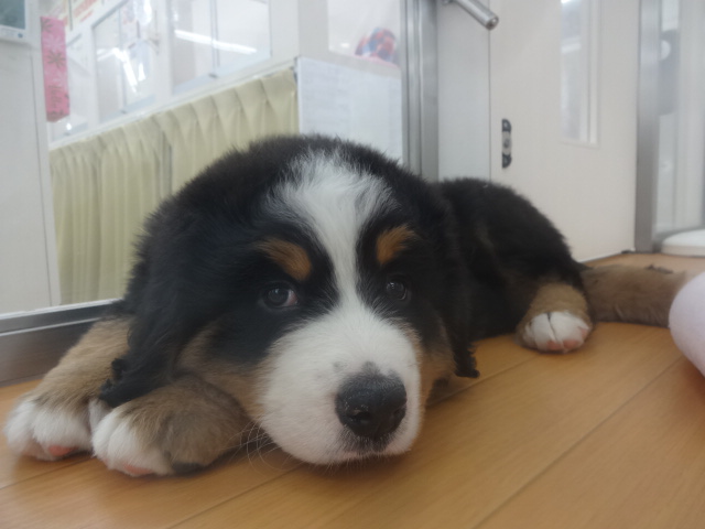 おすすめ犬　＃むく君＃