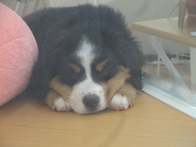 お昼寝＊むく君＊