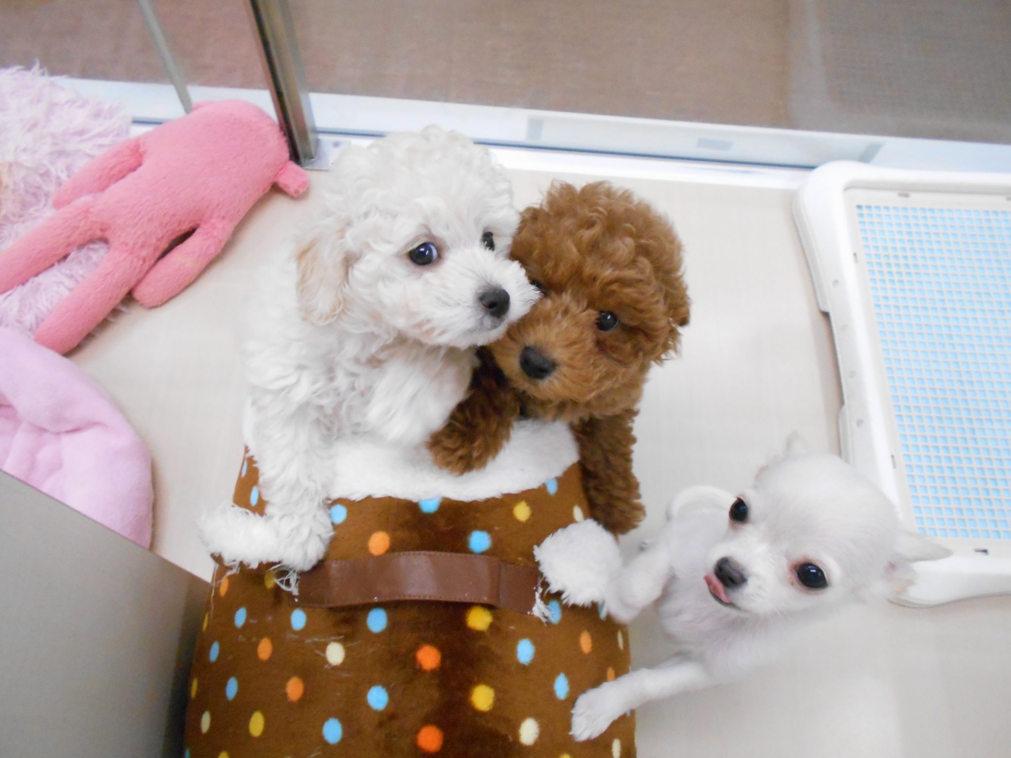 小樽店の愉快な仲間たち♬