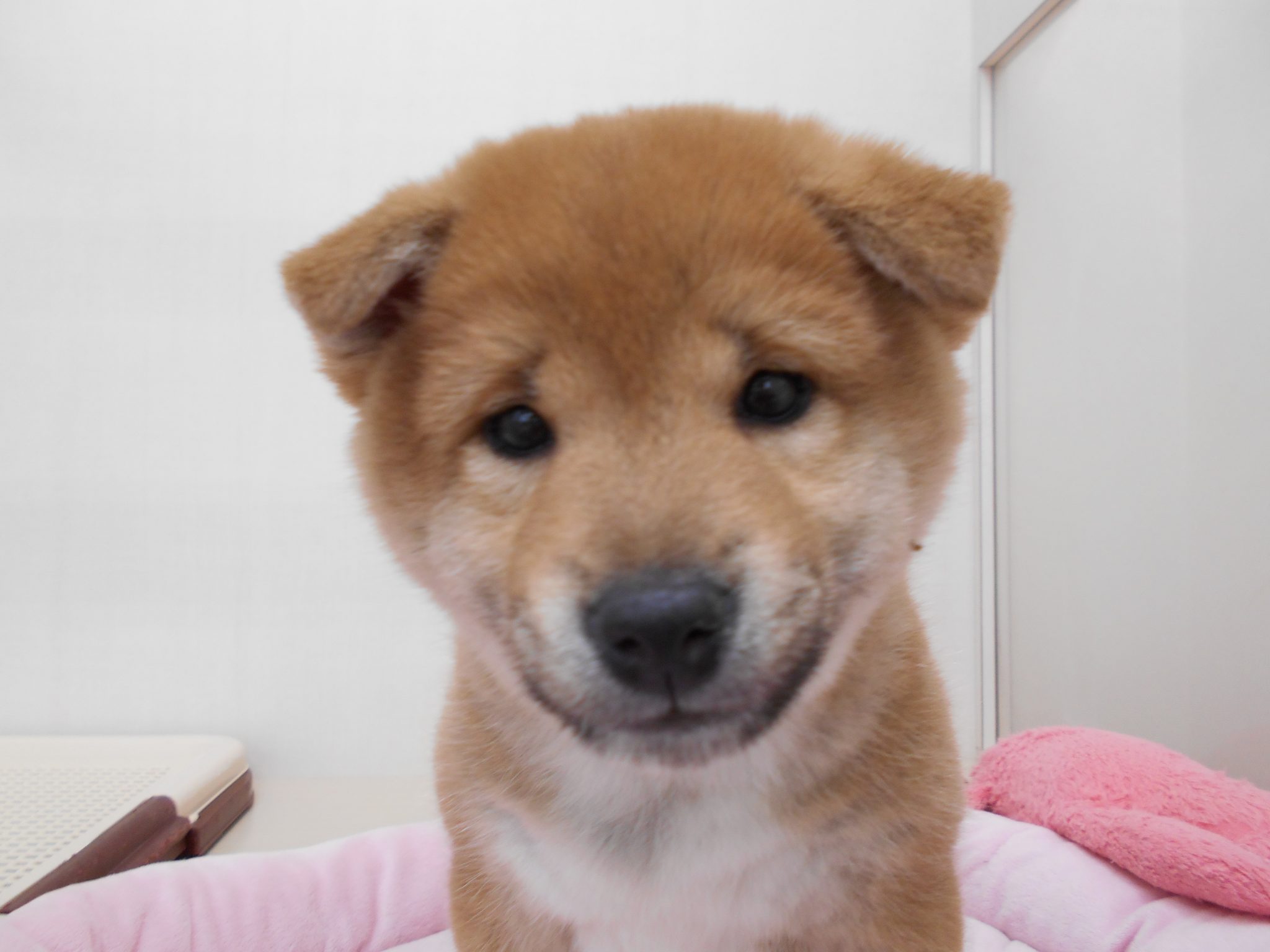 新しい仲間が♬