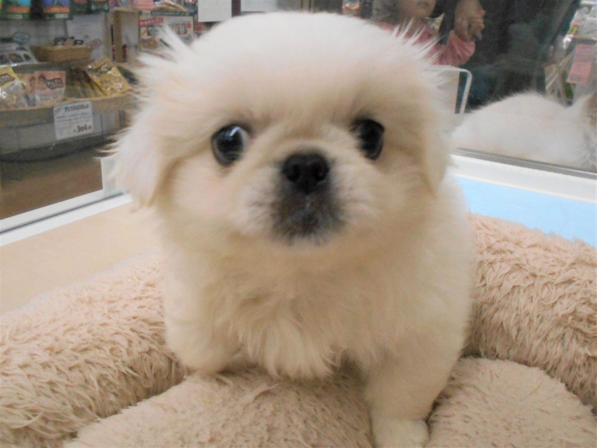 鼻ペチャくんがやってきました♬