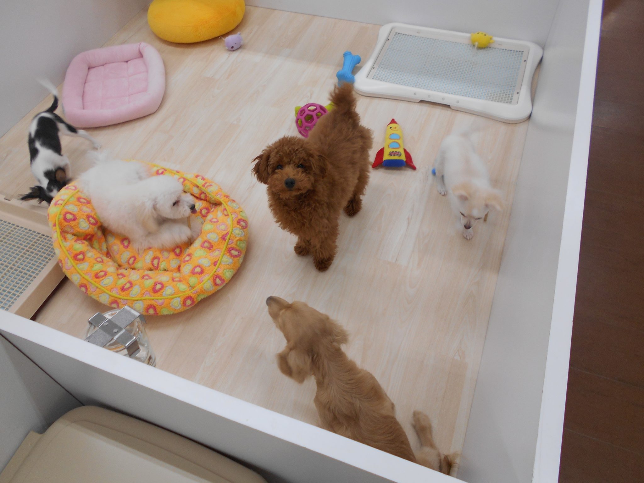 お散歩犬フェア１日目終了☆