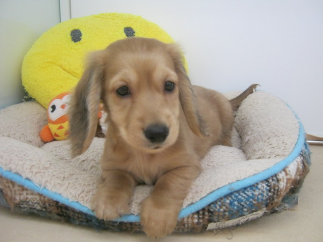 ビーくんお引越し＆新おすすめ犬