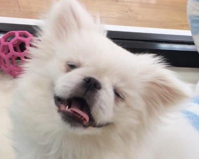 ★ぺーちゃんの成長日記★