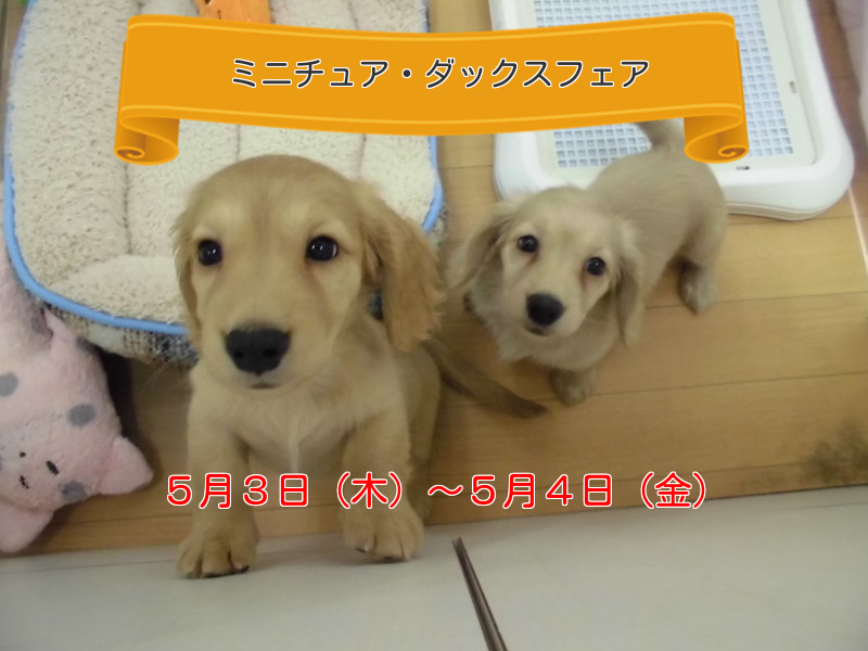 ☆清田店限定「ミニチュア・ダックスフェア」のお知らせ☆
