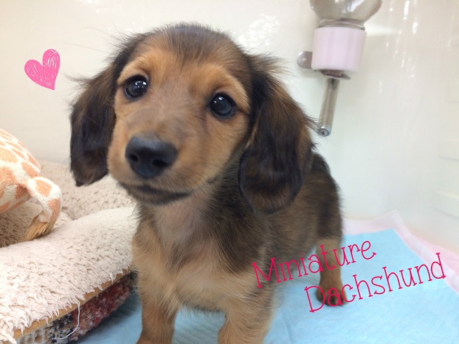 ☆新入りわんちゃんご紹介♪☆
