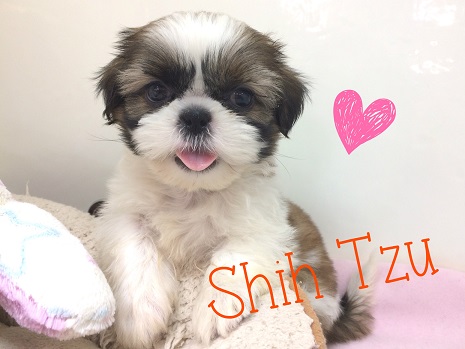 ★シーズー＆ビーグル登場！★