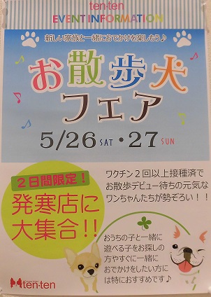 お散歩犬フェア＼(*‘ω‘*)／