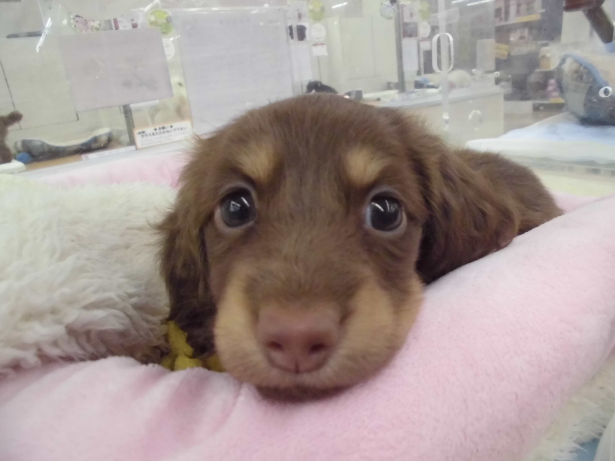 ダックスフェア最終日！！