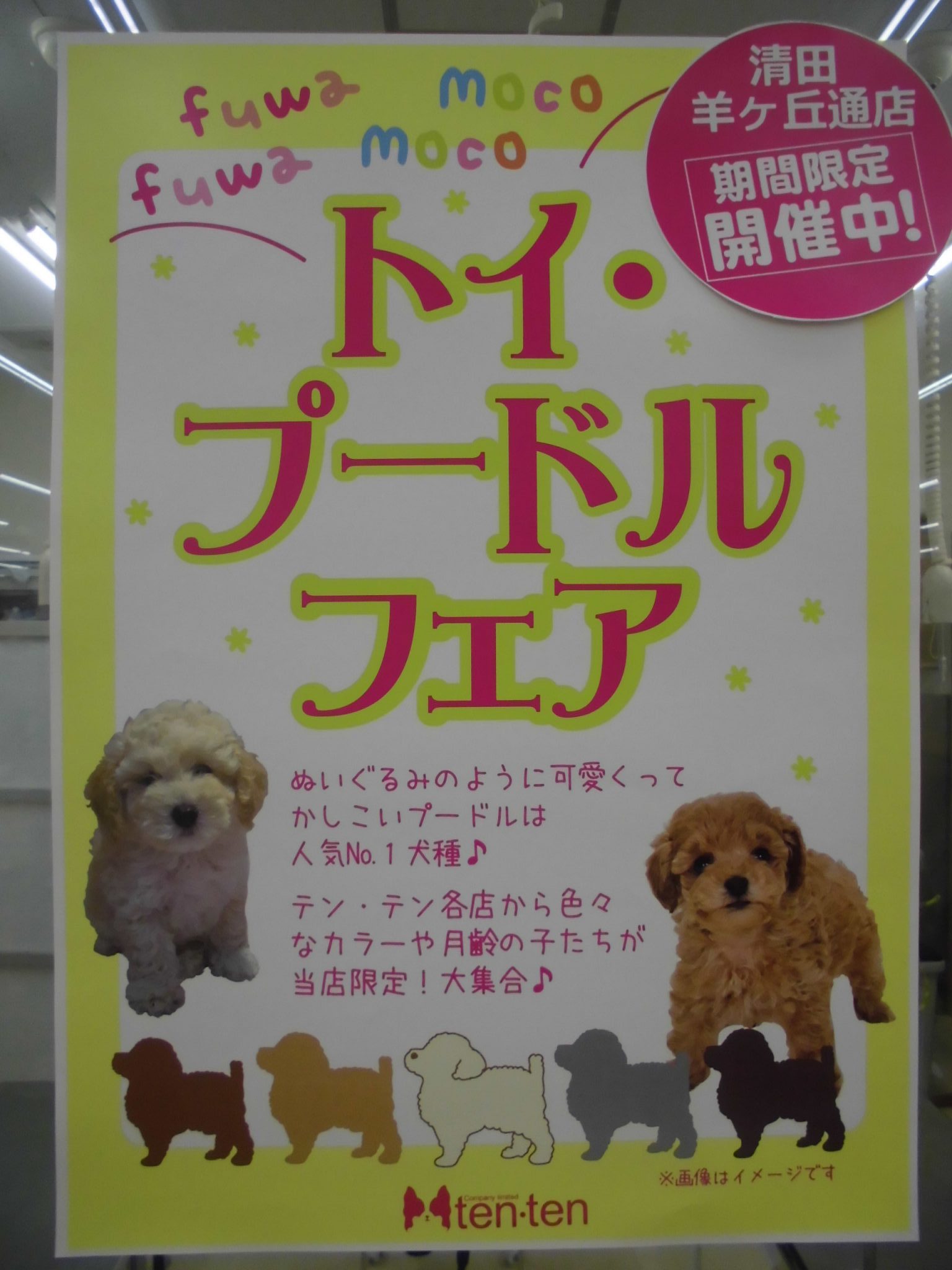 プードルフェアSTART！！！！