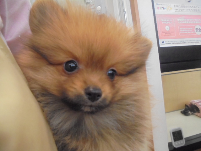 New　オススメ犬☆