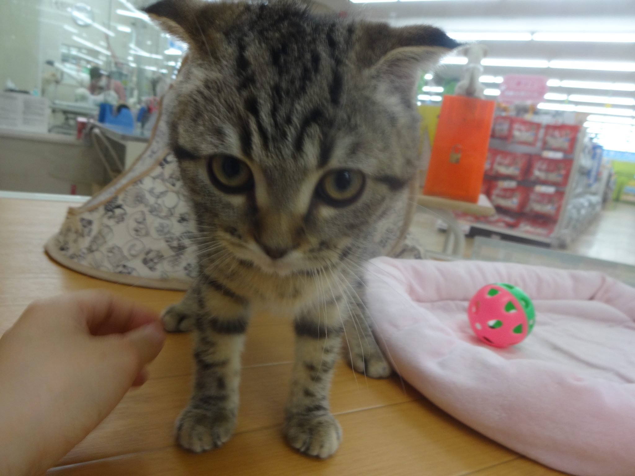 手稲店の招き猫さん