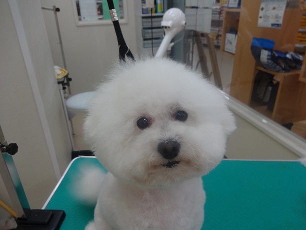 フワモコ★ふくちゃん（＾＾*）