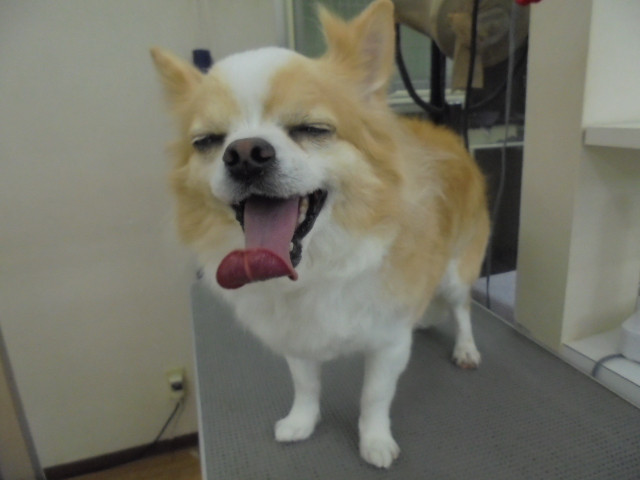 リトルちゃん夏に向けての準備です！