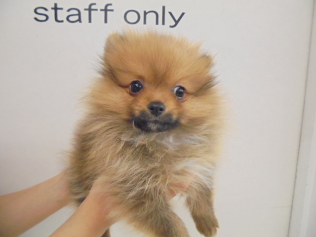 今日のポンちゃん♪