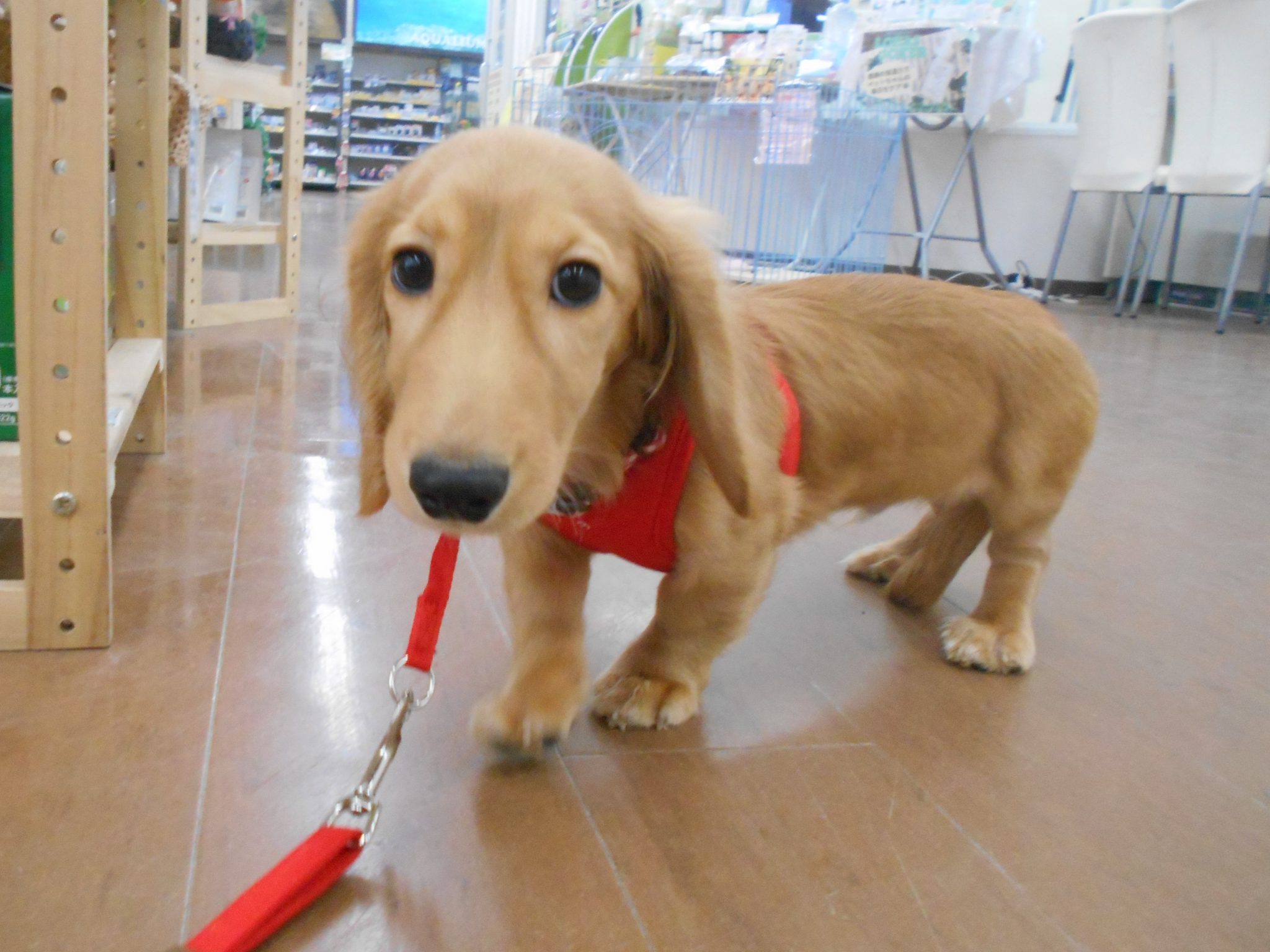 みんなでお散歩練習☆