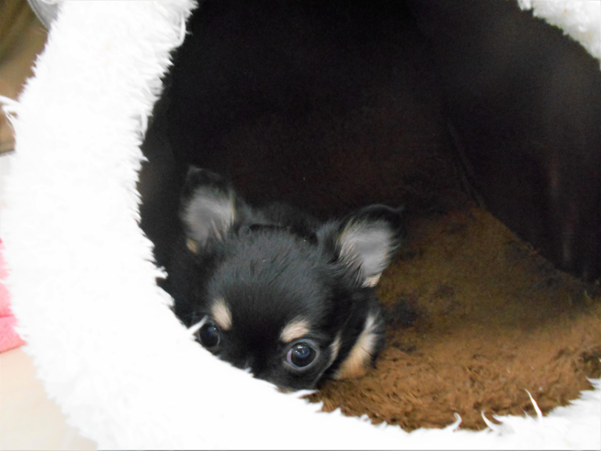 新しいオススメ犬は・・・