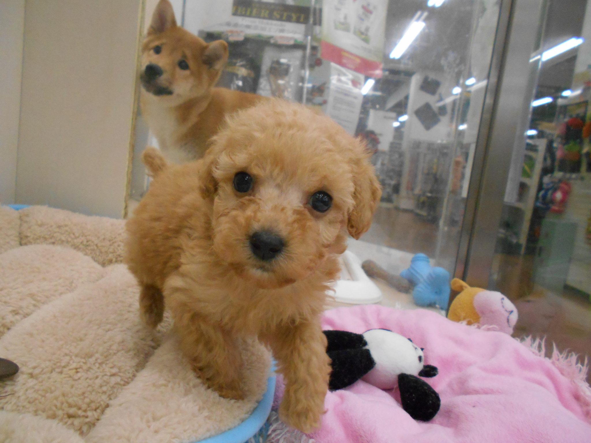 もふもふさんがやってきました♬