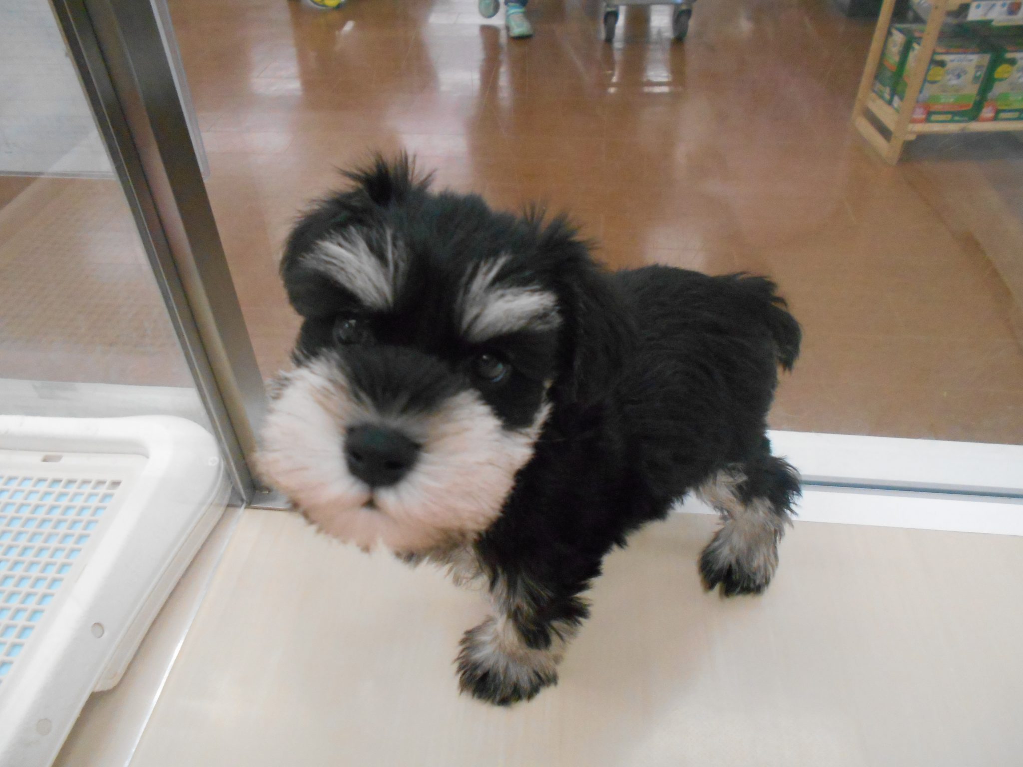 小樽店に新しくやってきたのは・・・