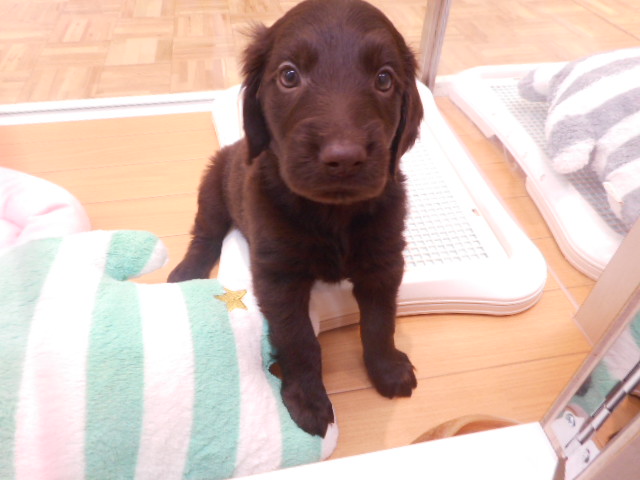 白石店初☆おすすめ犬！