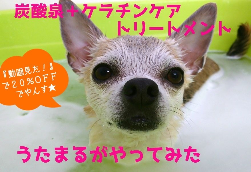 トリミング【炭酸泉＋ケラチンケアトリートメント】うたまるがやってみた！