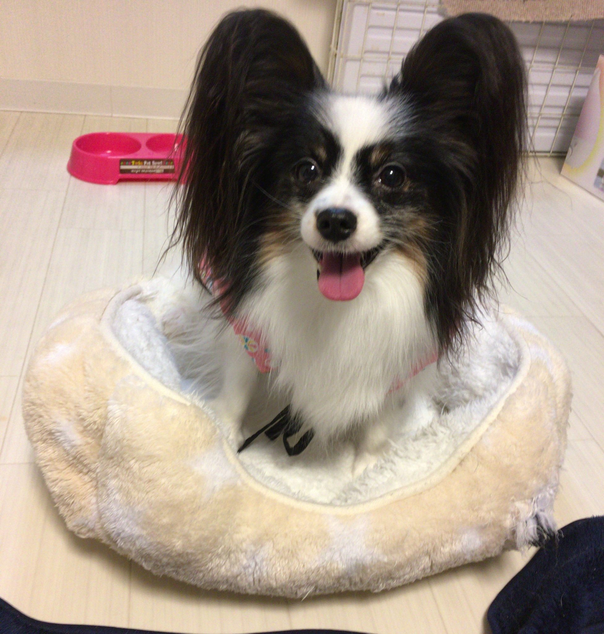 ふわふわあみちゃん♪