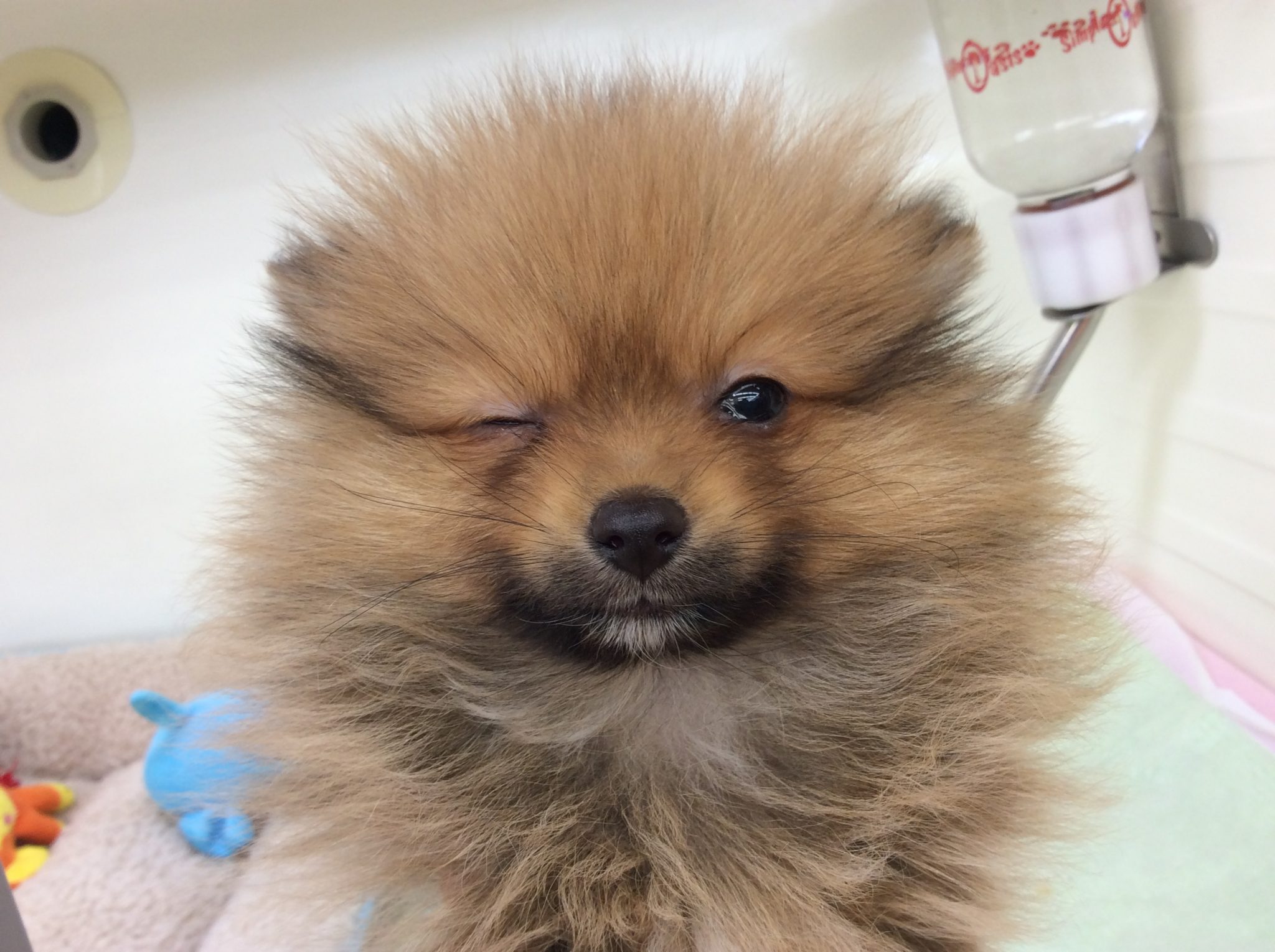 今日はシャンプー♪