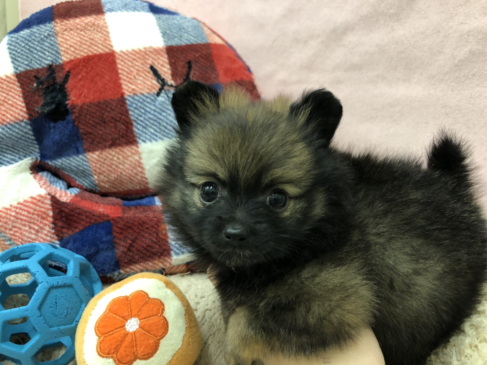 こぐまちゃん？！がやって来ました！！