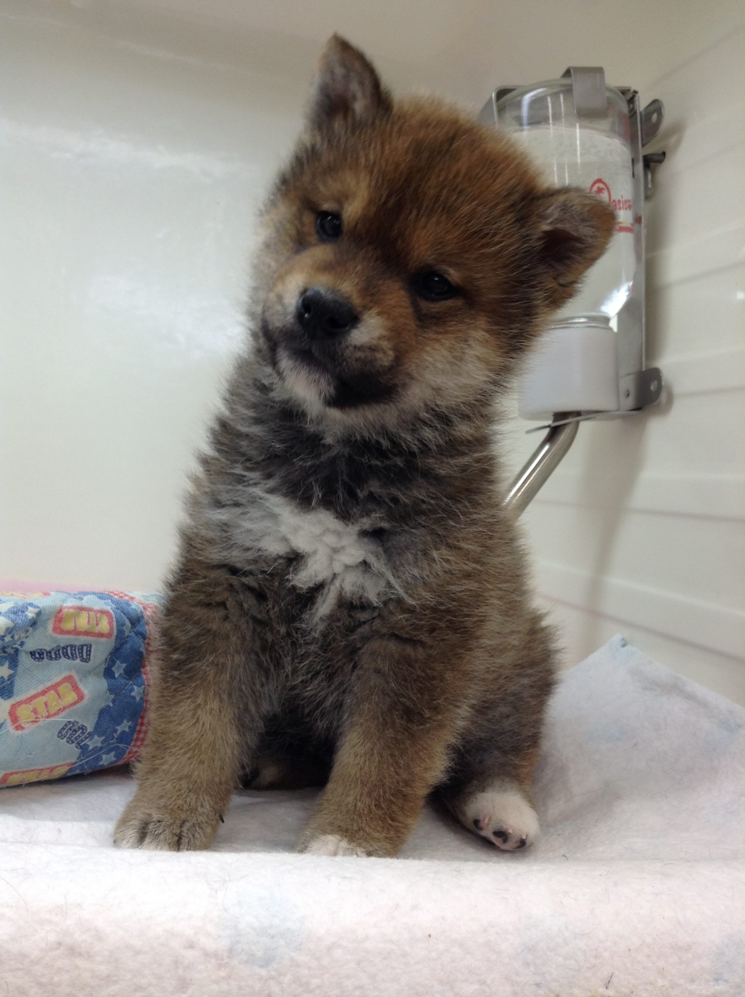 苫小牧オススメ犬発表☆
