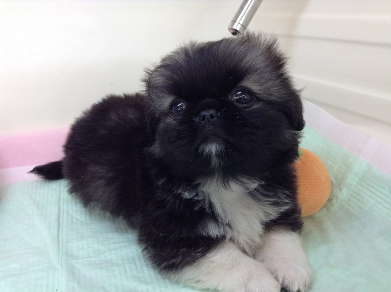 ☆新入りぺちゃさん☆