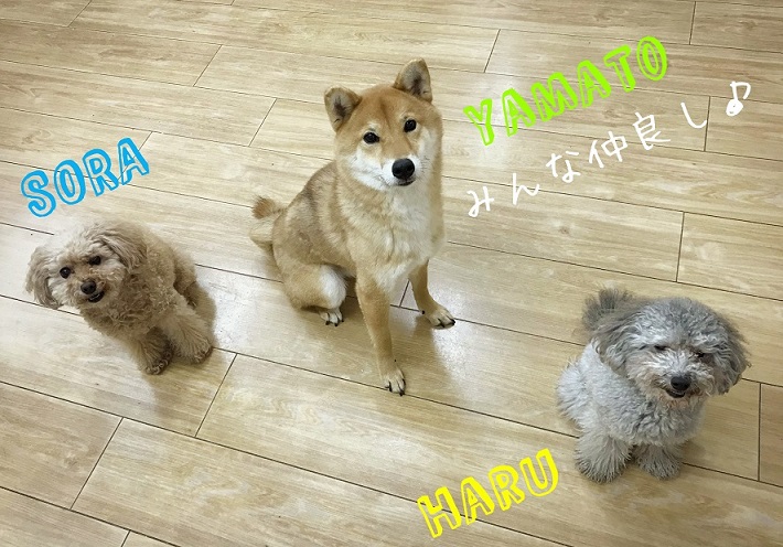 ★お泊り３わんちゃんず♪★