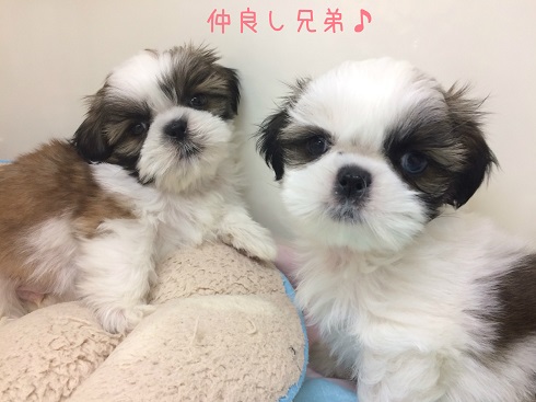 ★NEW FACE！！！！★