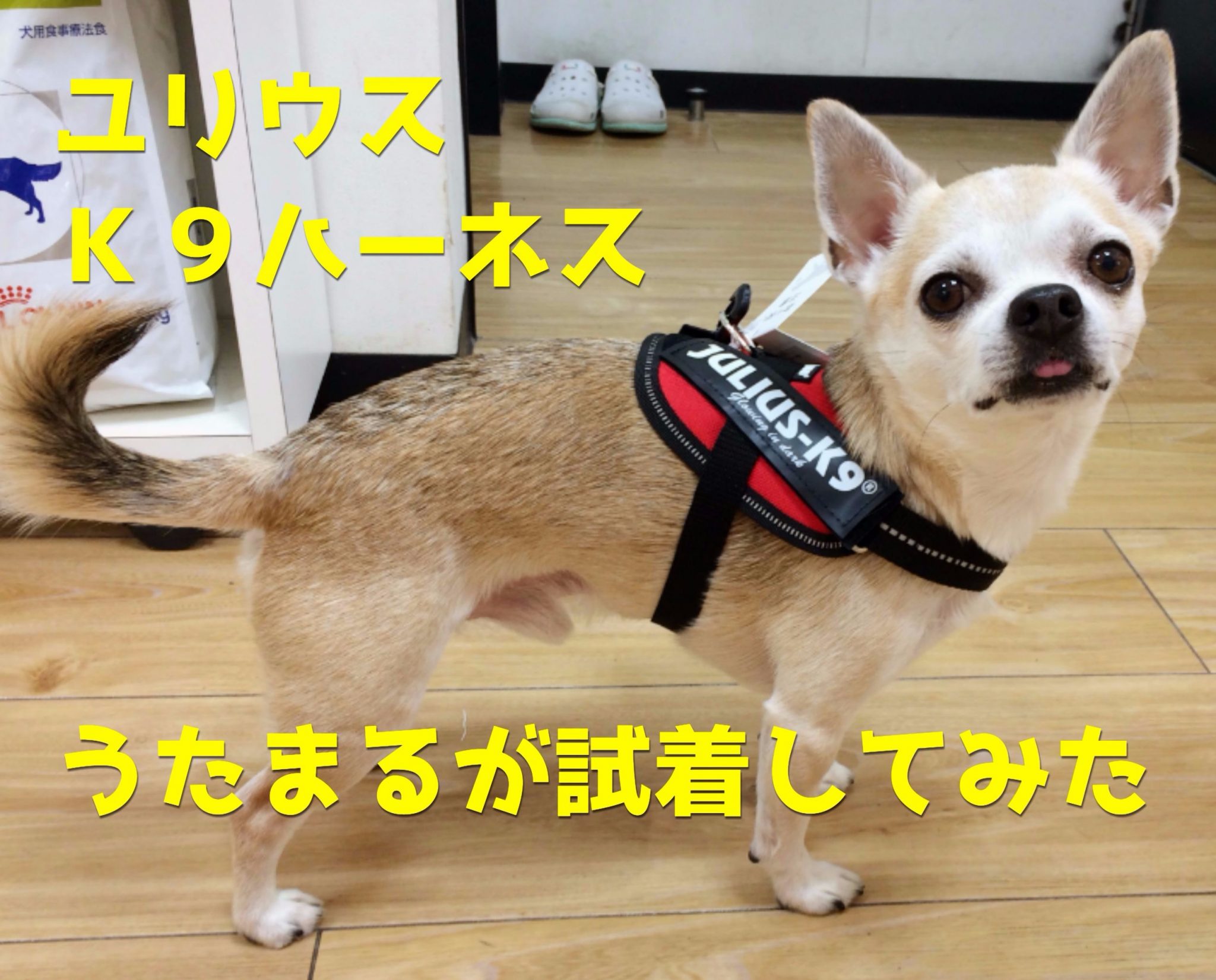 ｋ９ハーネスうたまるが試着してみた ペットハウステンテンペットハウステンテン