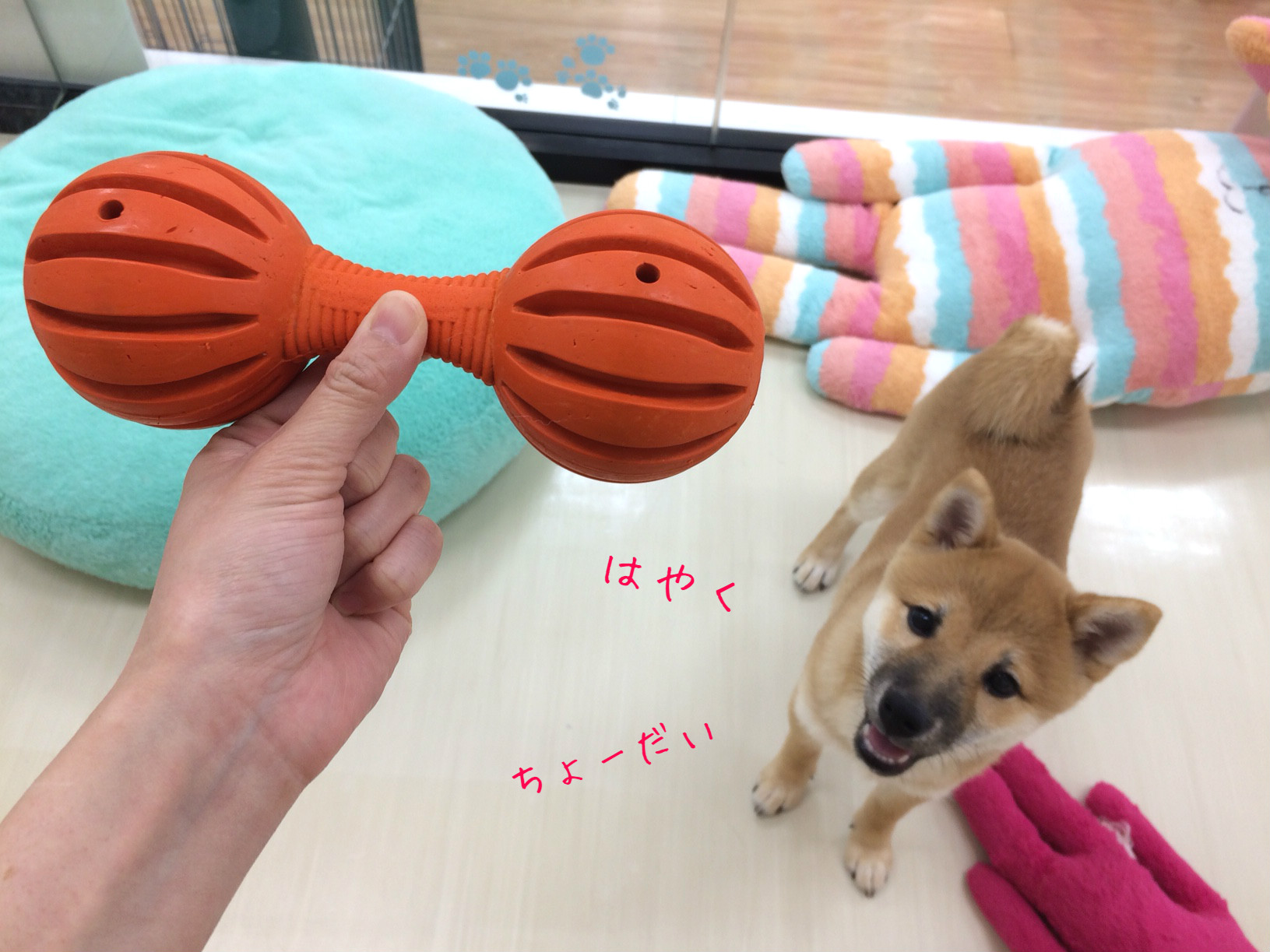 ☆知育トイのすすめ☆