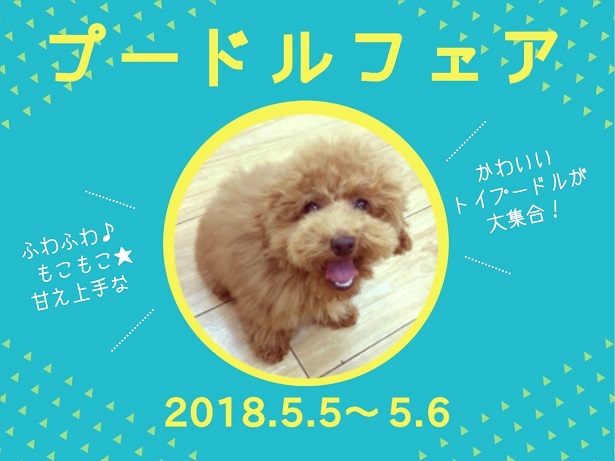 ☆明日開催！プードルフェア☆