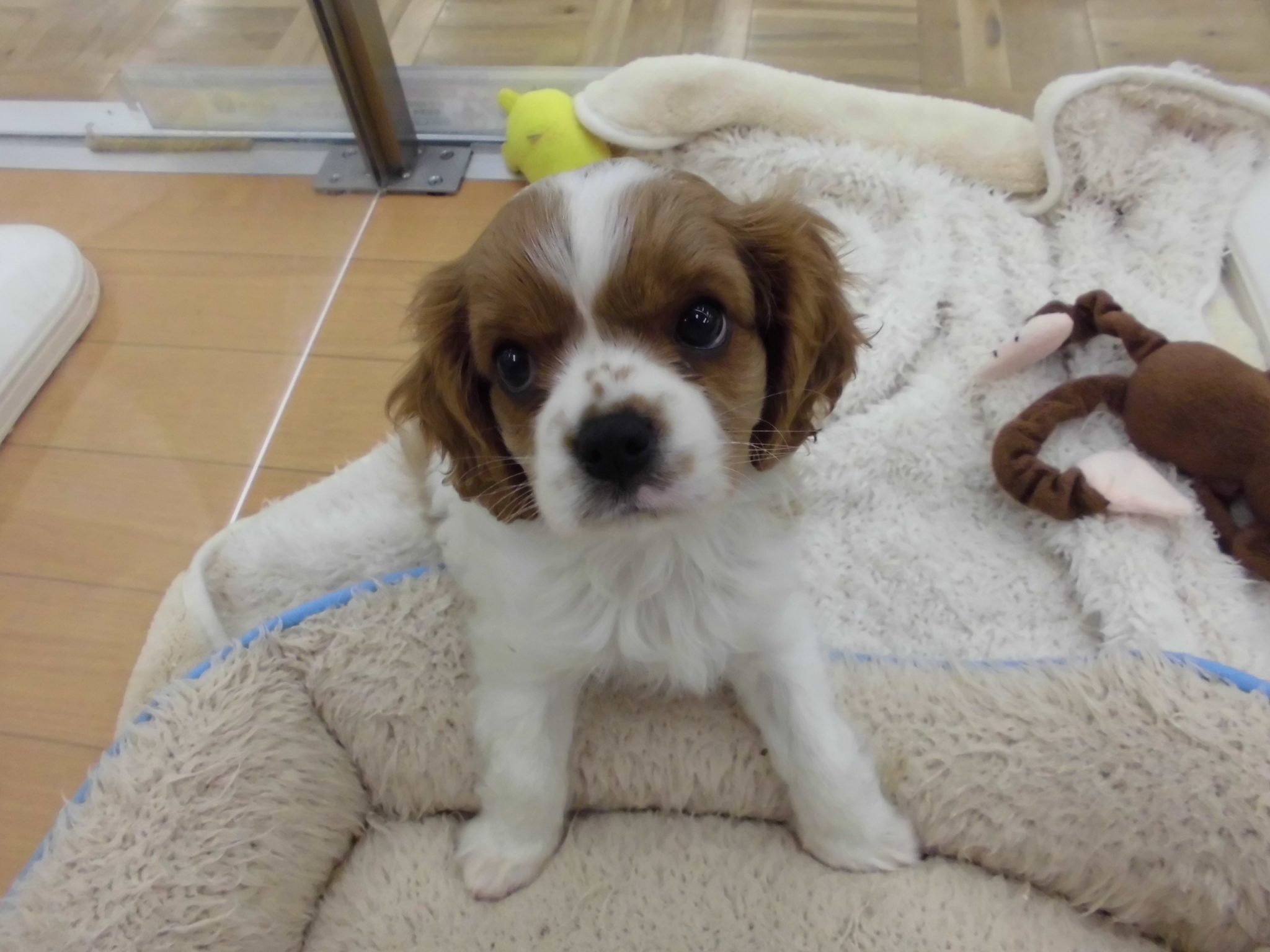 中型ワンちゃん紹介♪