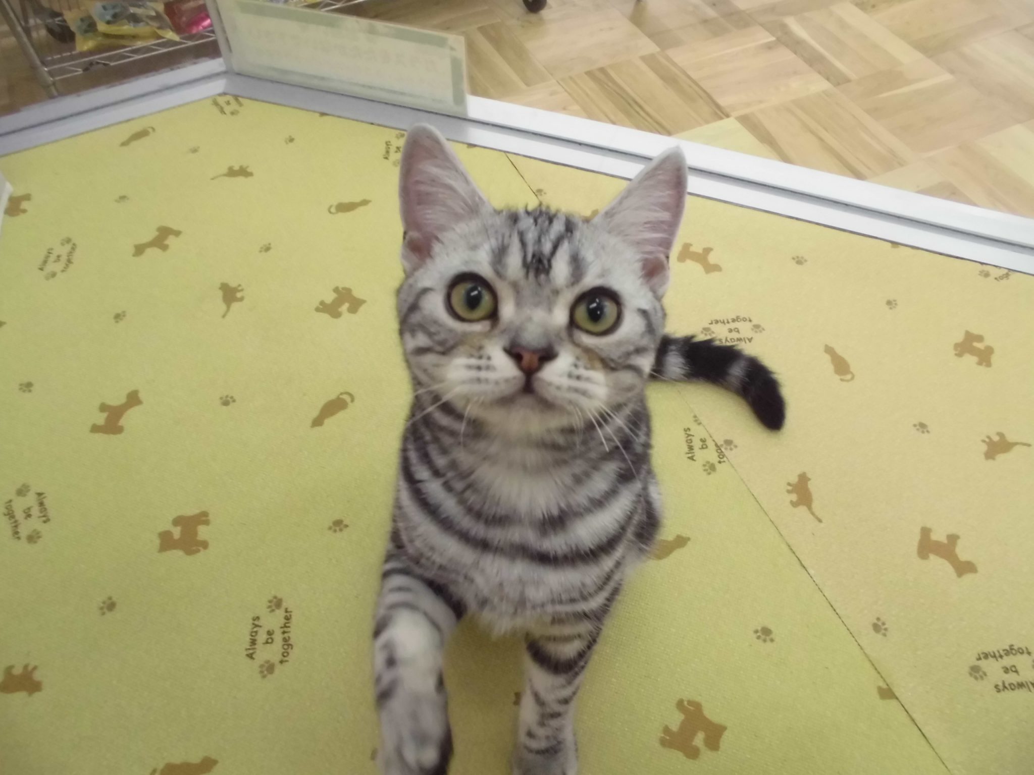 待望のネコちゃん！！