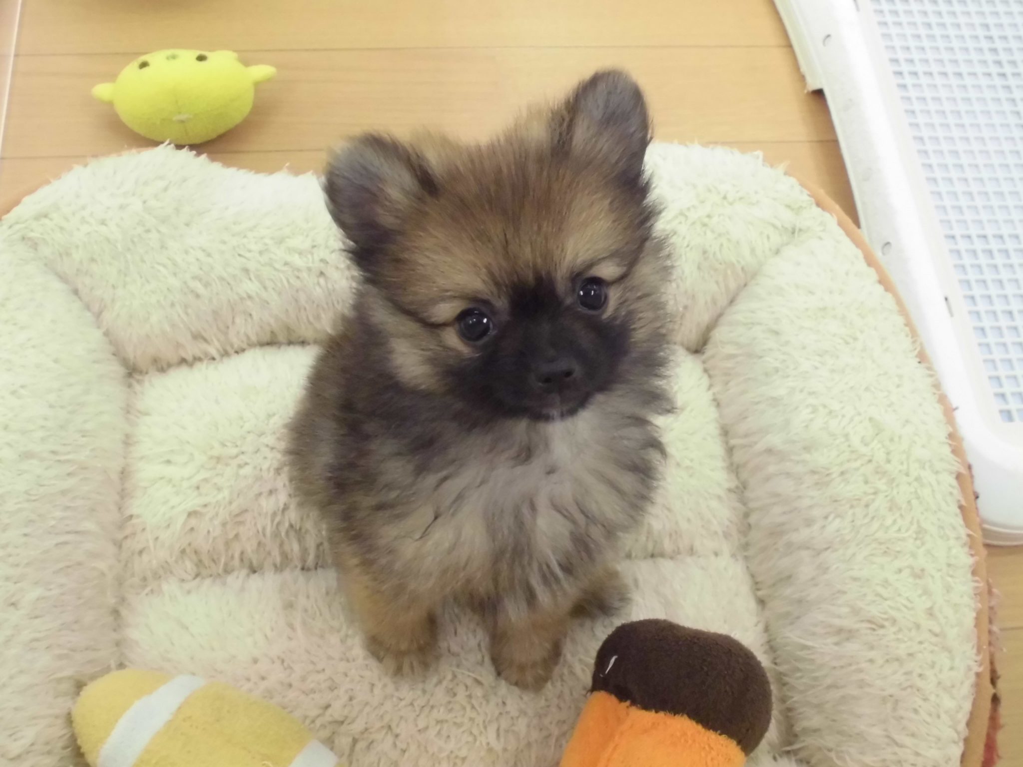 ぽんちゃんお家が決まりました☆
