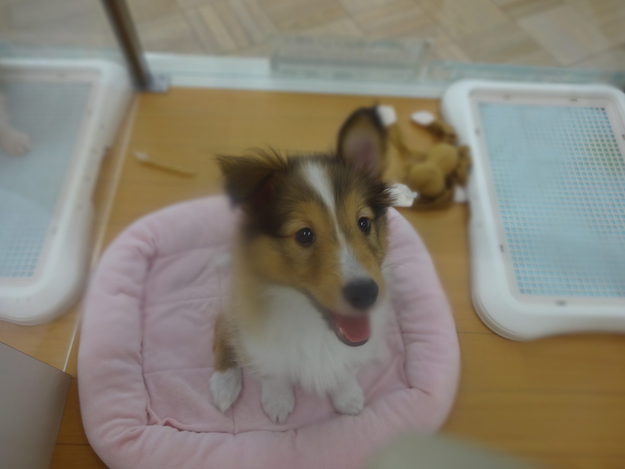 シェルたんお引越ししました！