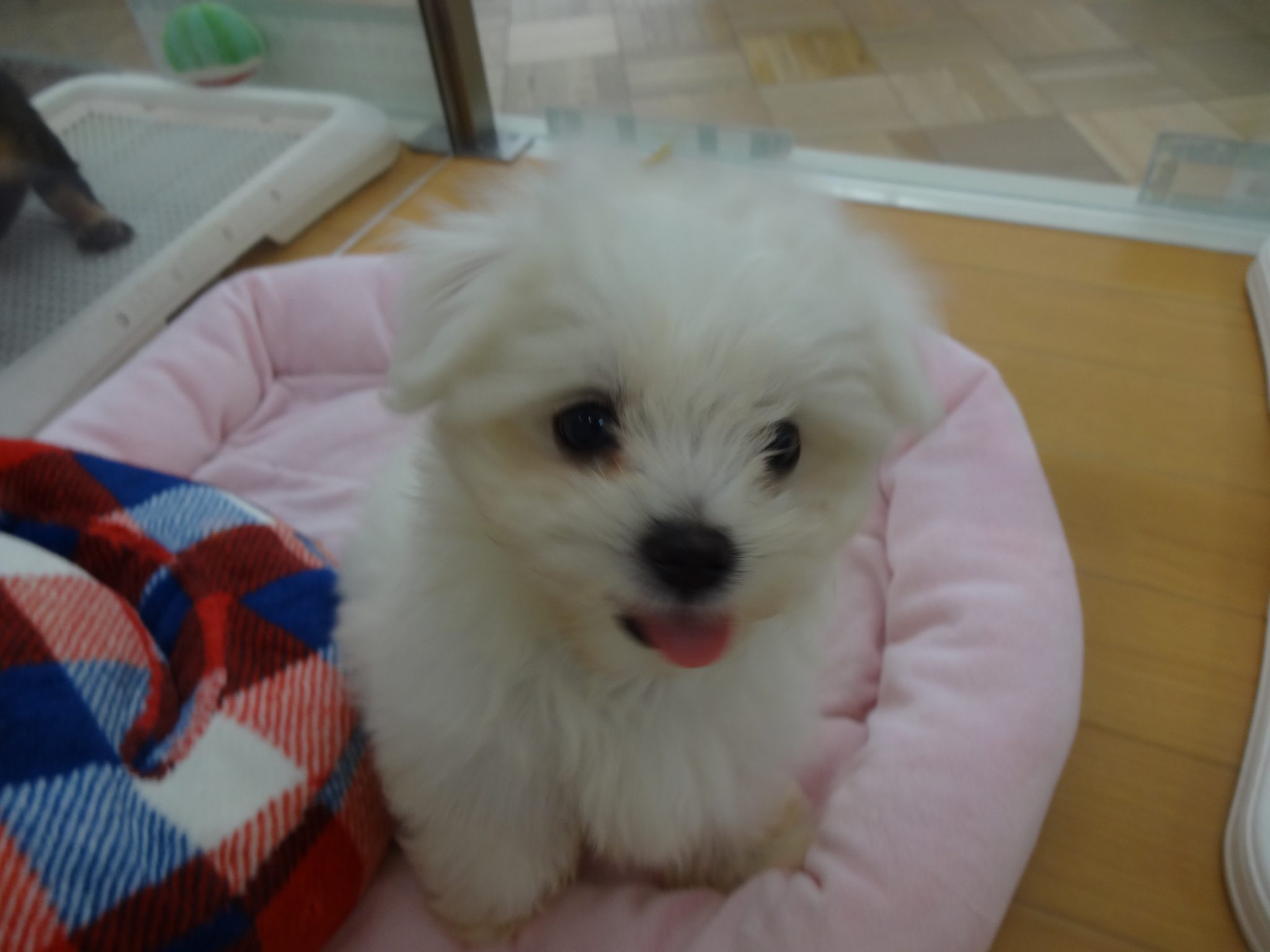 ＊ＮＥＷ　おすすめ犬＊