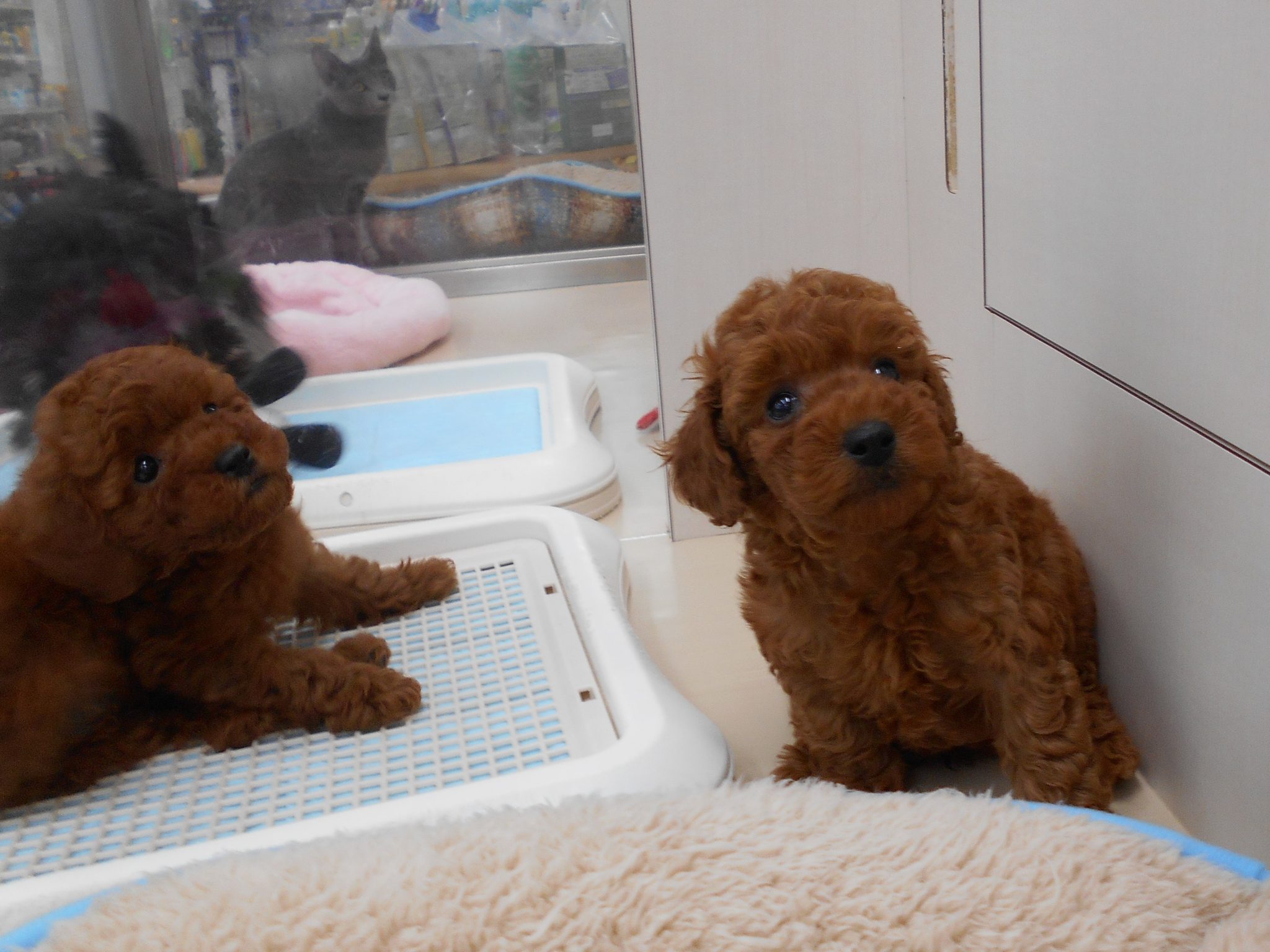 新しい子が続々と！！