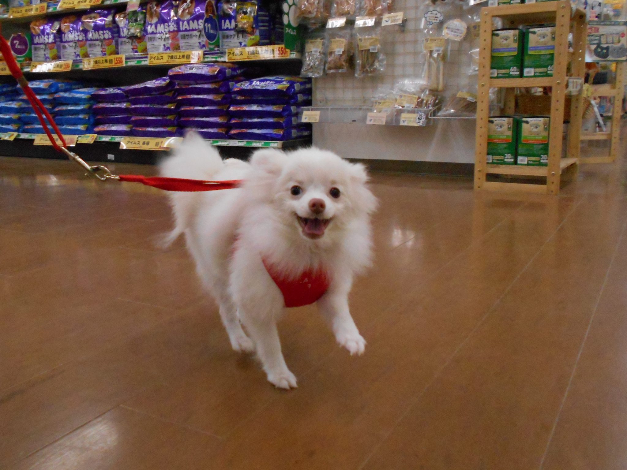 今日もお散歩練習♬