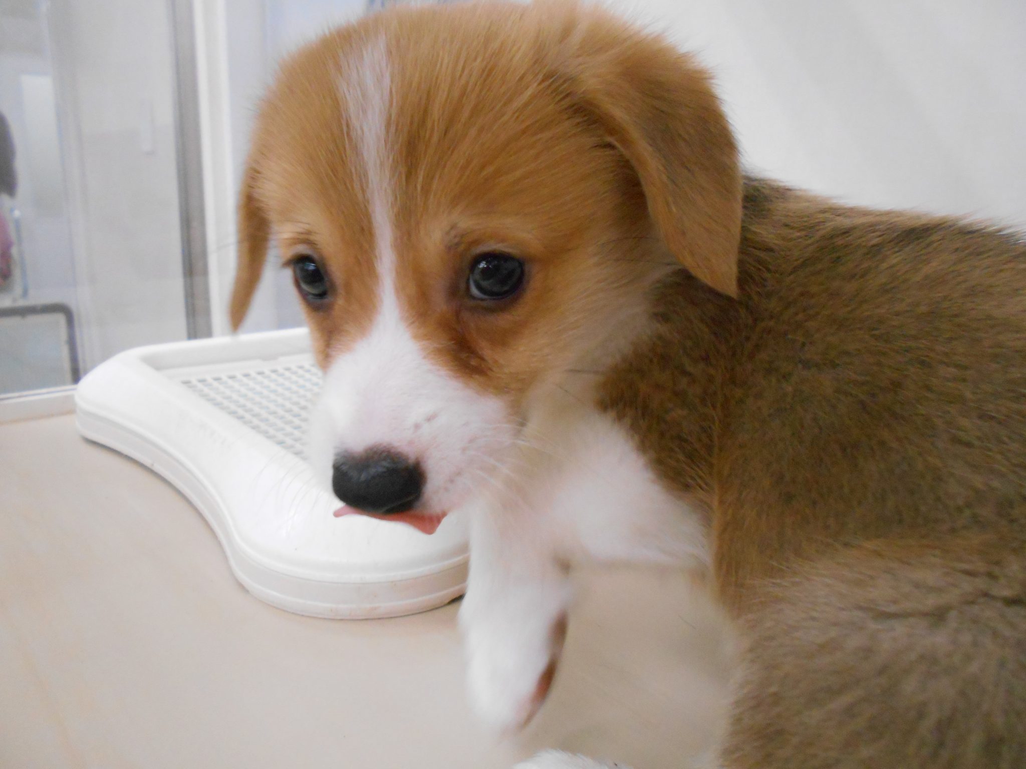 たれ耳さん！？