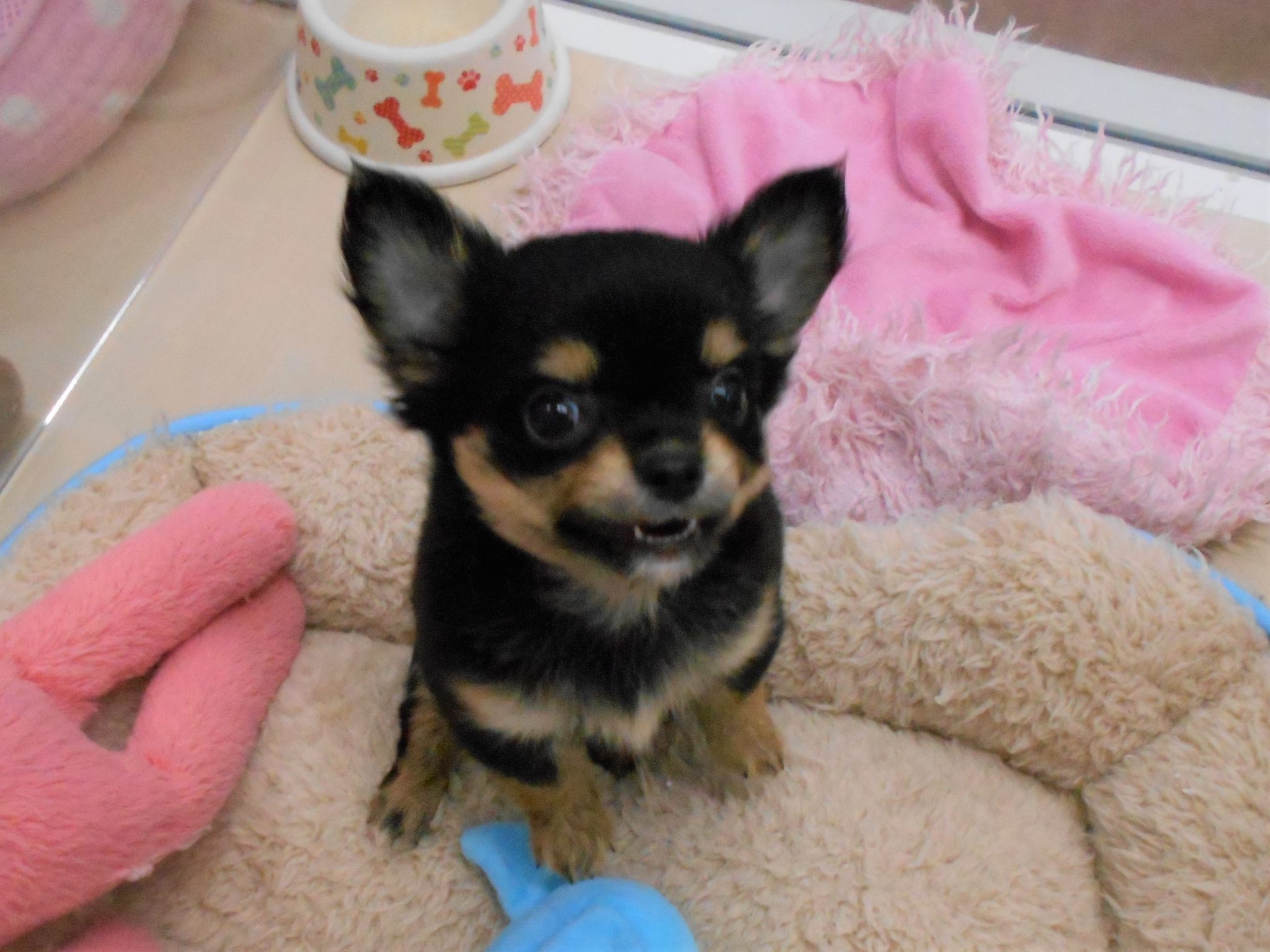 新しい仲間がやってきました♪