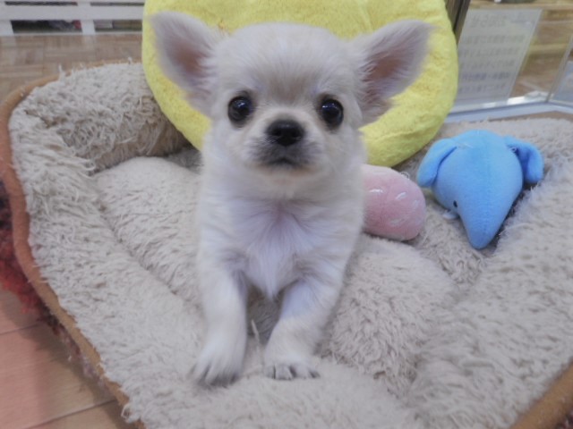 NEWおすすめ犬♪♬♫