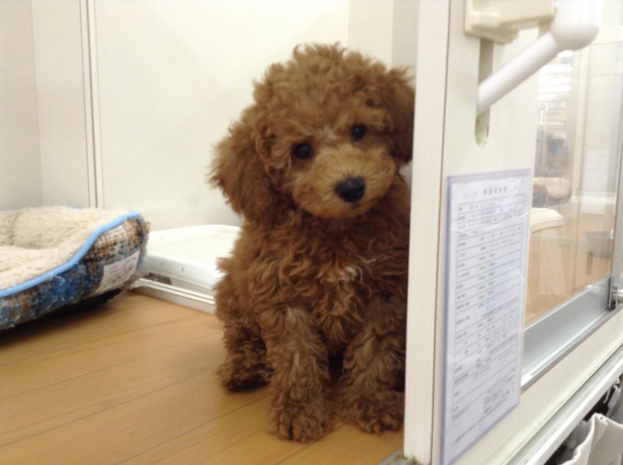 プードルフェア最終日！！